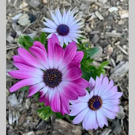Avec Terrasse Et Jardin Prives *
